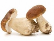 BOLETUS EDULIS
